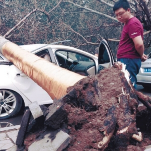 风雨拔大树 砸伤两辆车