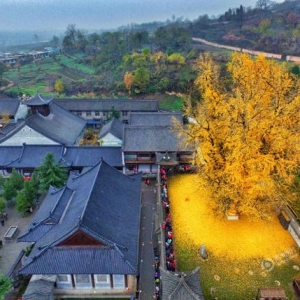 陕西1400年银杏树下落满黄叶 似金毯铺地